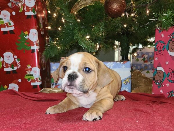 3/4 Beabull DOG Female FAWN WH 19179 Petland Dalton, Georgia