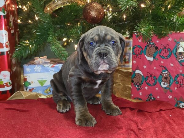 Old English Bulldog DOG Female BLUE TAN 19181 Petland Dalton, Georgia