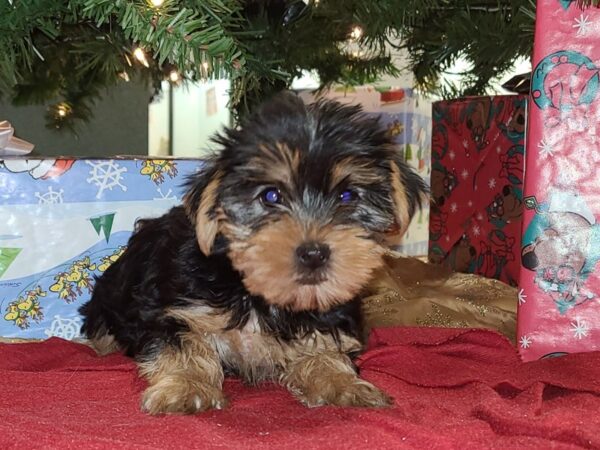 Yorkshire Terrier DOG Female BLK TAN 19173 Petland Dalton, Georgia