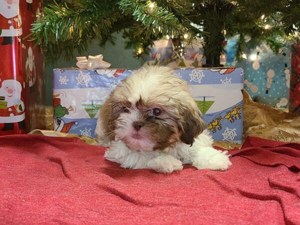 Shih Tzu DOG Female BROWN WHITE 19178 Petland Dalton, Georgia