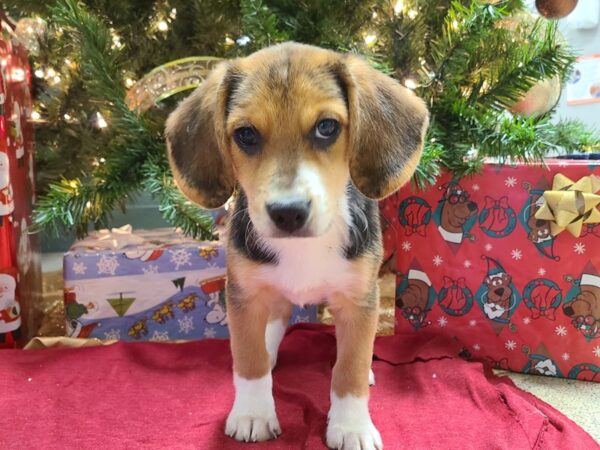 Beagle Mix DOG Male Black and Brown 8634 Petland Dalton, Georgia