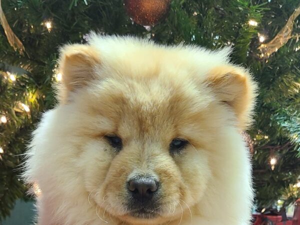 Chow Chow DOG Female Cream 19165 Petland Dalton, Georgia