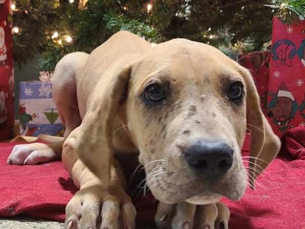 Great Dane DOG Male Fawn 19167 Petland Dalton, Georgia