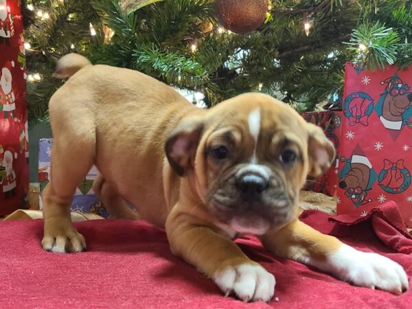 Old English Bulldog DOG Female Red 19170 Petland Dalton, Georgia