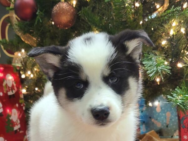 Pomski DOG Female Blk wh 19174 Petland Dalton, Georgia