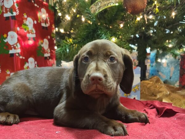 Labrador Retriever DOG Female Chocolate 8626 Petland Dalton, Georgia