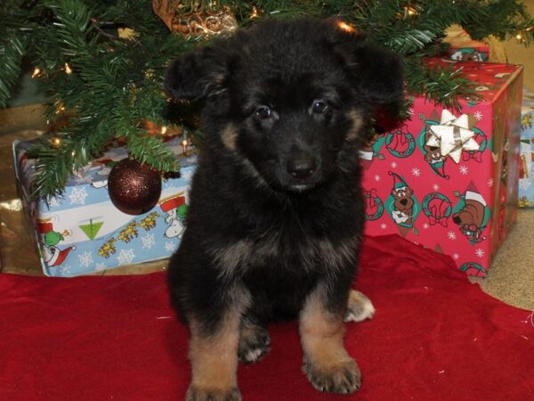 German Shepherd DOG Female Black Tan 8627 Petland Dalton, Georgia