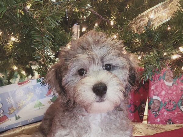 Bichapoo DOG Male BLUE MERLE 19120 Petland Dalton, Georgia