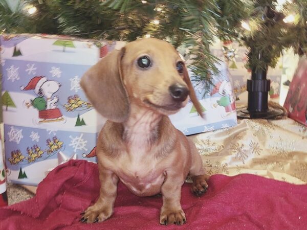 Dachshund DOG Female RED 19122 Petland Dalton, Georgia