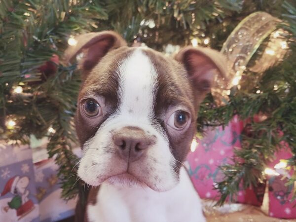 Boston Terrier DOG Male Seal&Wht 19102 Petland Dalton, Georgia