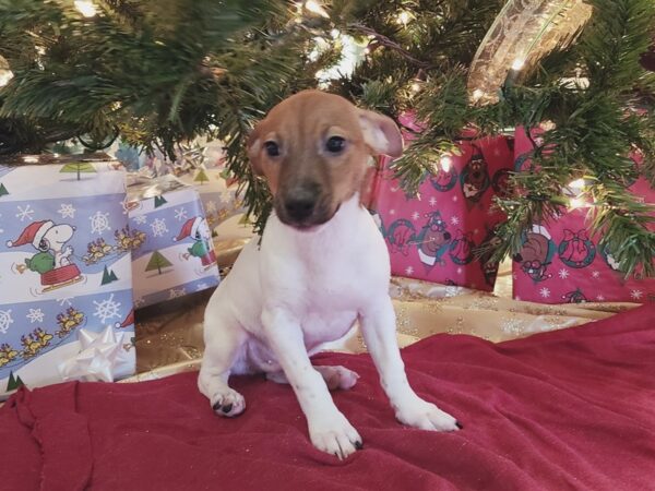 Jack Russell/Rat Terrier DOG Male White / Brown 19106 Petland Dalton, Georgia