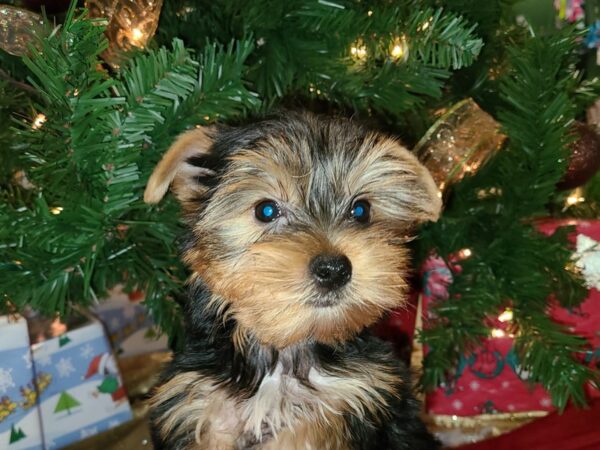 Yorkshire Terrier DOG Male blk &tan 19137 Petland Dalton, Georgia