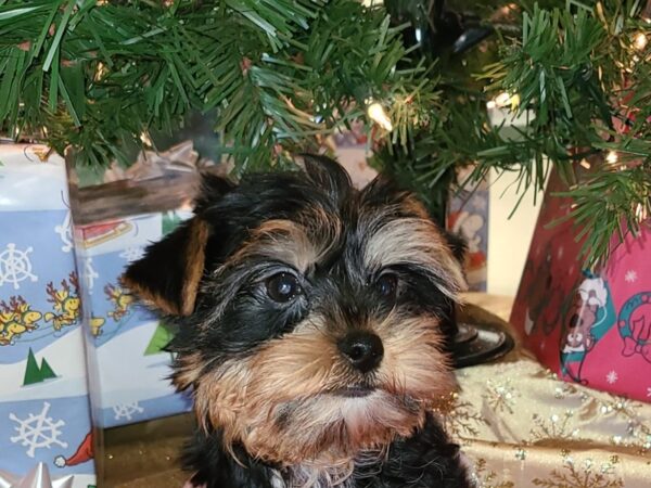 Yorkshire Terrier DOG Male blk & tan 19138 Petland Dalton, Georgia