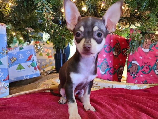 Chihuahua DOG Male Chocolate and Tan 19144 Petland Dalton, Georgia