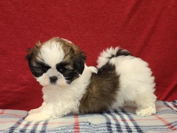 Shih Tzu DOG Female Brown & Wh 19190 Petland Dalton, Georgia