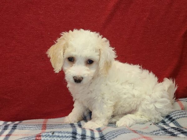 Bichon Frise DOG Female White 8635 Petland Dalton, Georgia