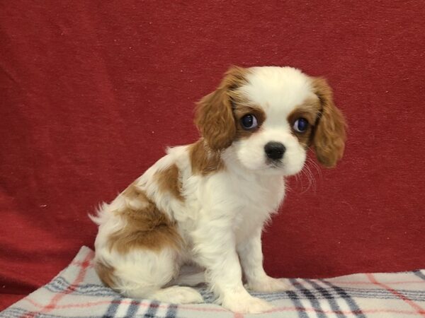 Cavalier DOG Female Blienhiem 19184 Petland Dalton, Georgia