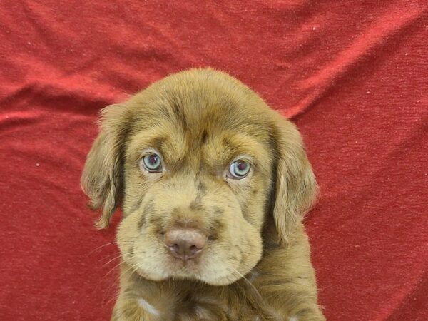 Mini Hippo DOG Female choc 19183 Petland Dalton, Georgia