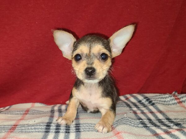 Chihuahua Mix DOG Female Blue 19188 Petland Dalton, Georgia