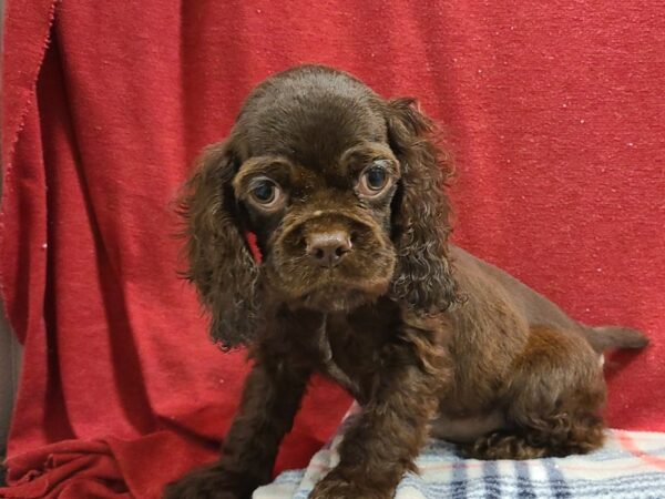 Cocker Spaniel DOG Male Brown 19186 Petland Dalton, Georgia