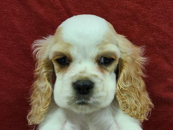 Cocker Spaniel DOG Male Buff and White 8636 Petland Dalton, Georgia