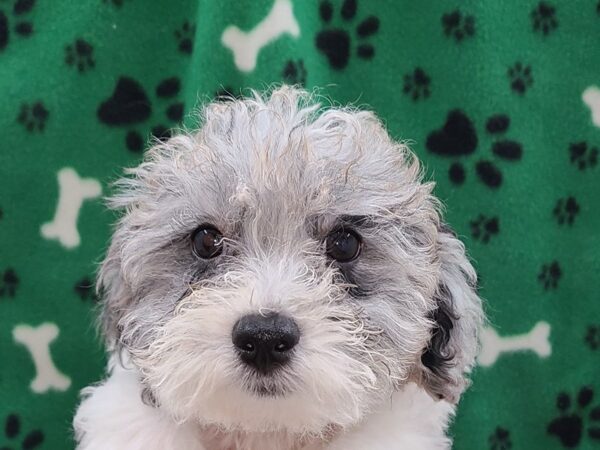 Bichapoo DOG Male BLUE MERLE 8601 Petland Dalton, Georgia