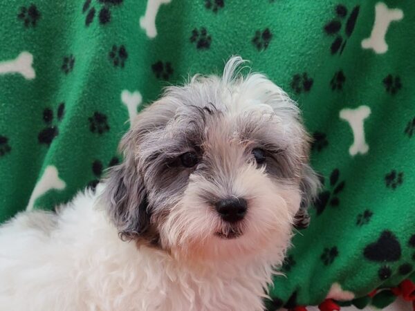 Shihpoo DOG Male BLUE MERLE 8600 Petland Dalton, Georgia