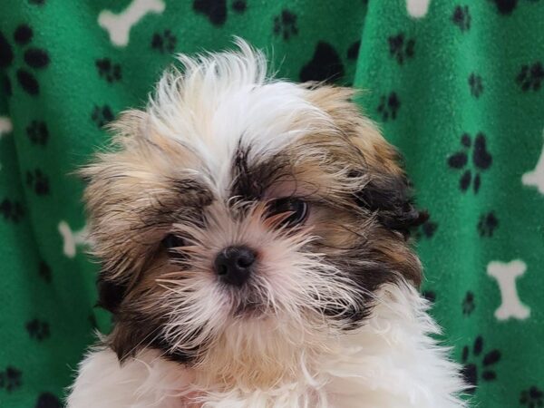 Shih Tzu DOG Male BROWN WH 8612 Petland Dalton, Georgia