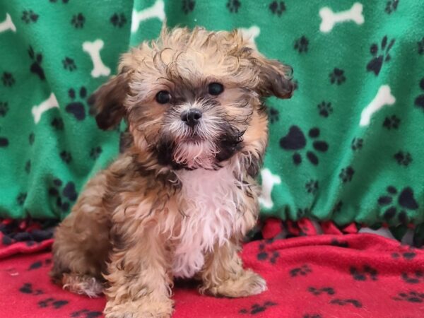 Teddy-DOG-Female-BROWN WH-8614-Petland Dalton, Georgia