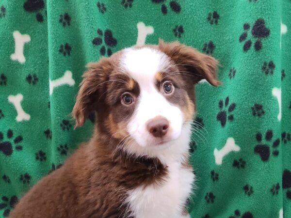 Mini Aussie-DOG-Female-RED TRI-8615-Petland Dalton, Georgia