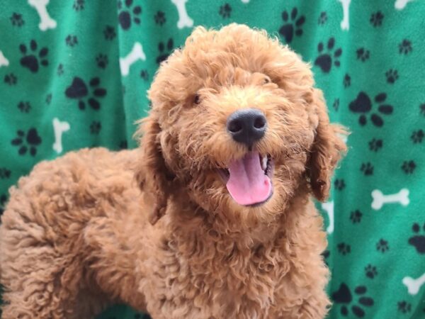 F2 MINI GOLDENDOODLE-DOG-Male-Red-8597-Petland Dalton, Georgia