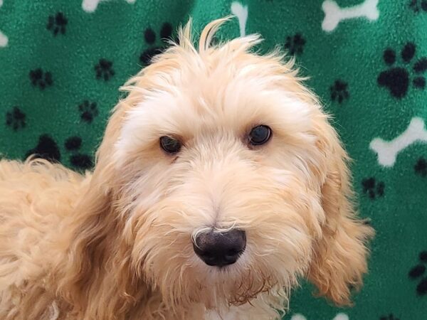 F2 ST Goldendoodle-DOG-Female-Cream-8586-Petland Dalton, Georgia