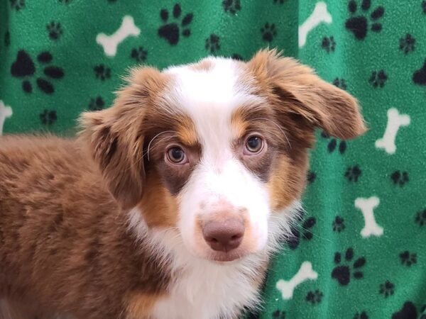 Miniature Australian Shepherd DOG Female RED TRI 8589 Petland Dalton, Georgia