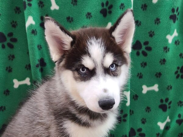 Siberian Husky DOG Female Black / White 8610 Petland Dalton, Georgia