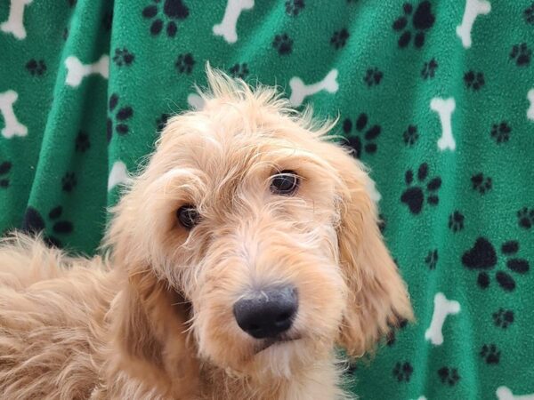 Goldendoodle DOG Female Dark Red 8596 Petland Dalton, Georgia