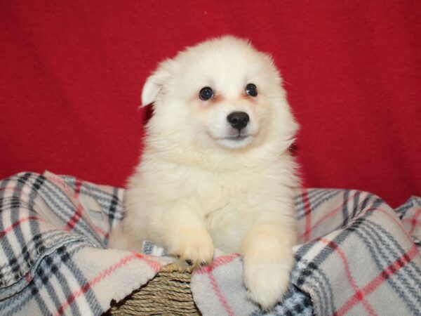 American Eskimo DOG Male White 19194 Petland Dalton, Georgia