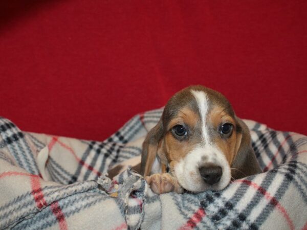 Beagle DOG Female Blu&Wht 19210 Petland Dalton, Georgia