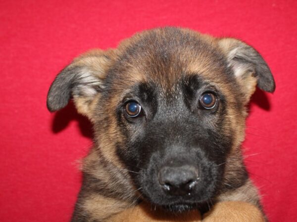 German Shepherd DOG Male Blk&Tan 19207 Petland Dalton, Georgia