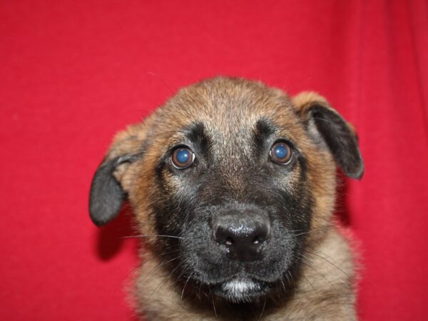 German Shepherd DOG Male Blk&Tan 19208 Petland Dalton, Georgia