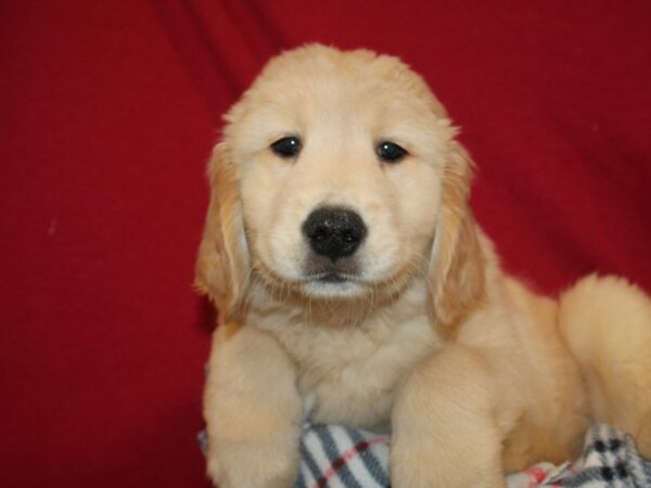 Golden Retriever DOG Male Golden 19199 Petland Dalton, Georgia