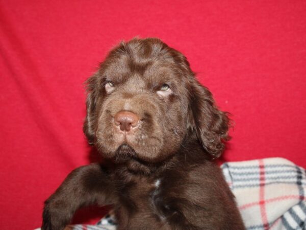 Mini Hippo DOG Male CHOC 19202 Petland Dalton, Georgia