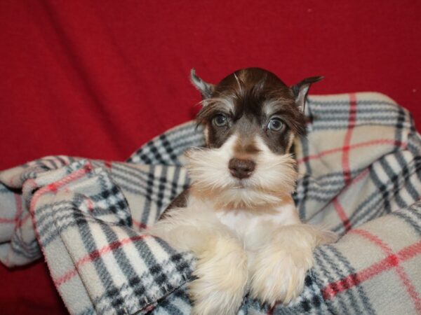 Miniature Schnauzer DOG Male LIVER WHITE 19203 Petland Dalton, Georgia