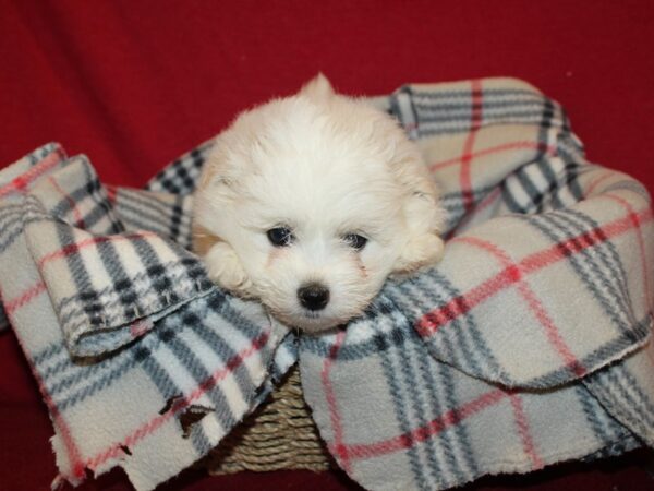 Shipom DOG Female Creme 19205 Petland Dalton, Georgia