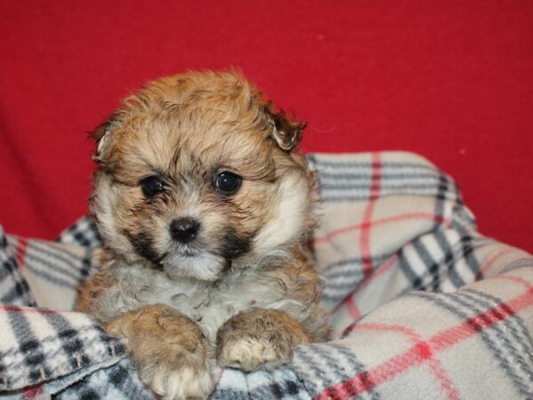 Shipom DOG Male Red 19204 Petland Dalton, Georgia