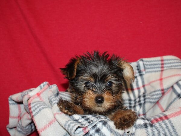 Yorkshire Terrier DOG Male Blk&Tan 19211 Petland Dalton, Georgia