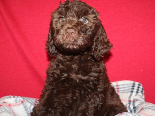 Springerdoodle DOG Female Brown 19197 Petland Dalton, Georgia