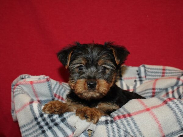 Yorkshire Terrier DOG Male BLK TAN 19200 Petland Dalton, Georgia