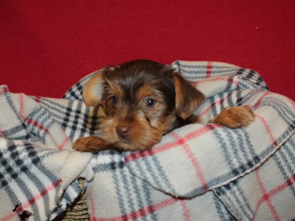 Yorkshire Terrier DOG Male BLK TAN 19201 Petland Dalton, Georgia