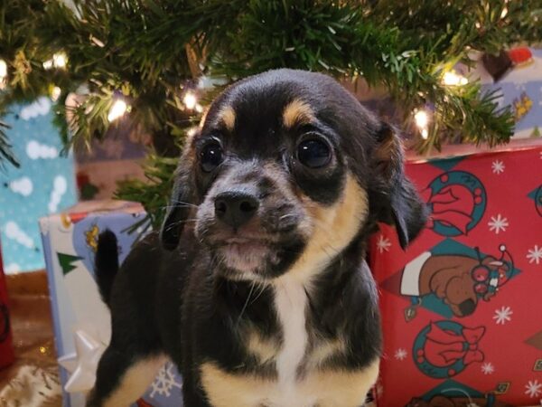 Chiweenie-DOG-Female-black/tan-8669-Petland Dalton, Georgia