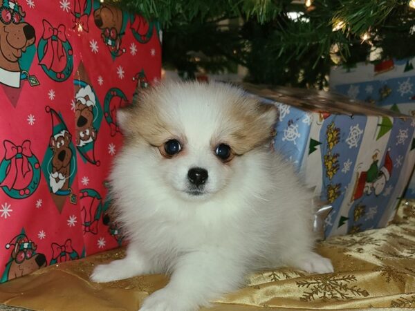 Pomeranian DOG Female SABLE WH 19219 Petland Dalton, Georgia